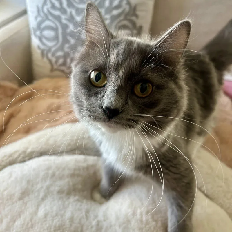 Spaghetti thumbnail 2