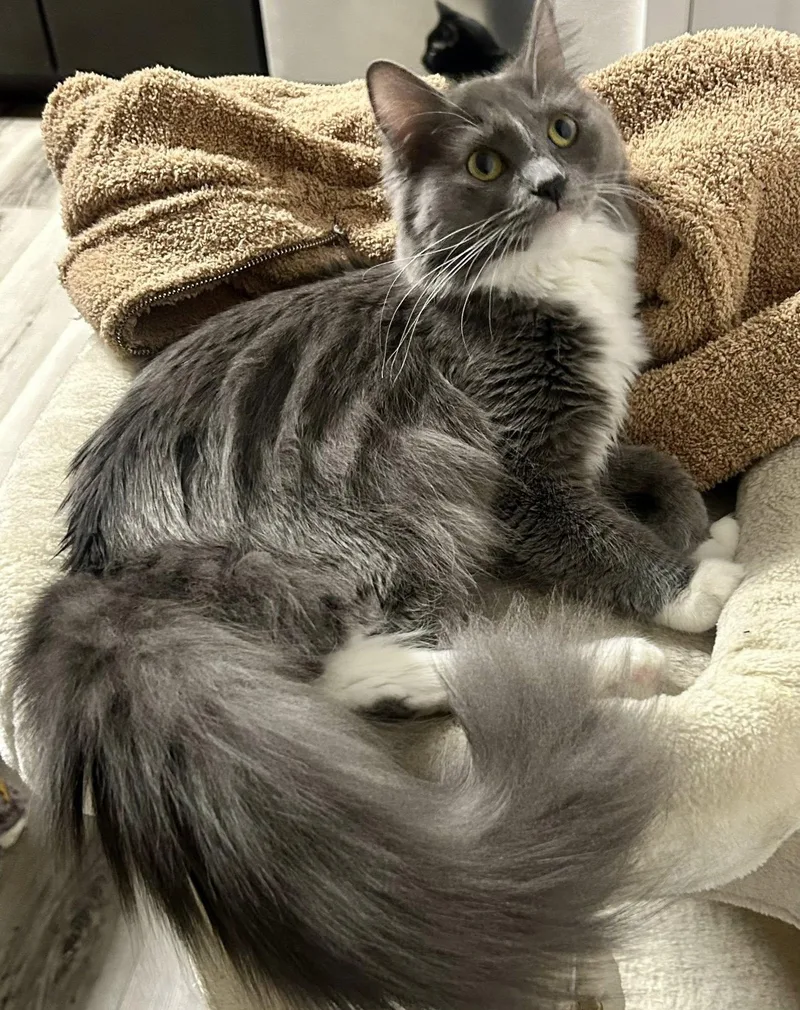 Spaghetti thumbnail 3