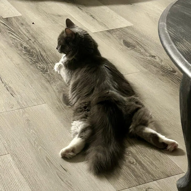 Spaghetti thumbnail 4