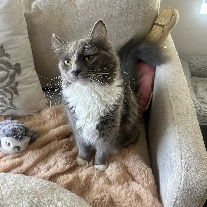 Spaghetti thumbnail 5