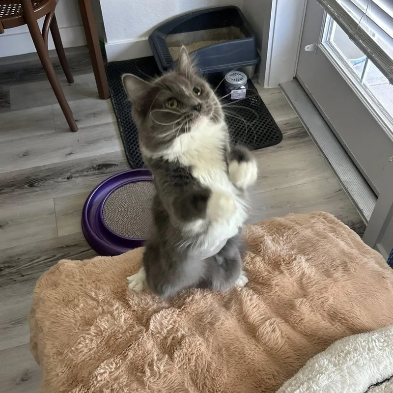 Spaghetti thumbnail 6