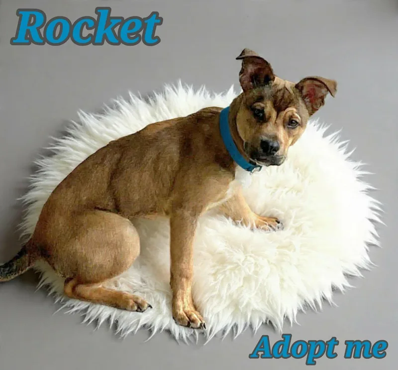 Rocket thumbnail 3