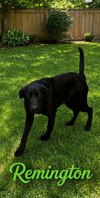 A young medium-sized male Labrador Retriever dog named Remington for adoption in Zimmerman, MN