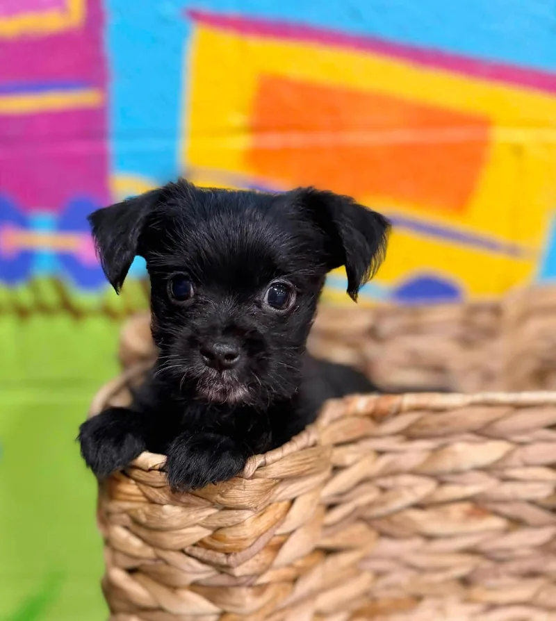A baby small-sized male Black Morkie dog named Mr Pup for adoption in Antioch, TN