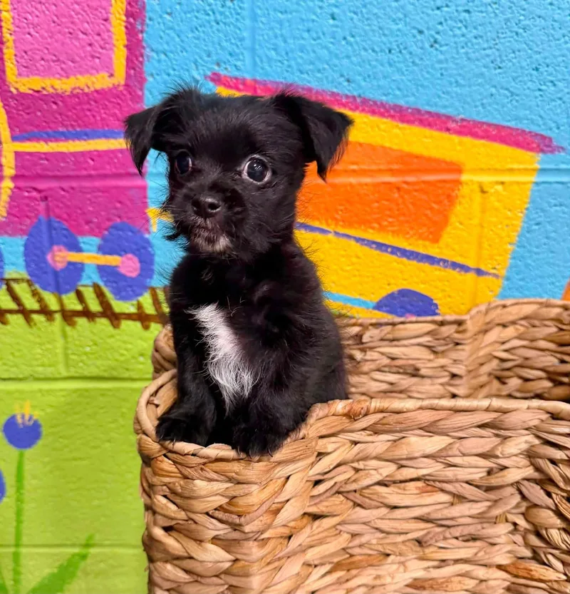 Mr Pup thumbnail 2