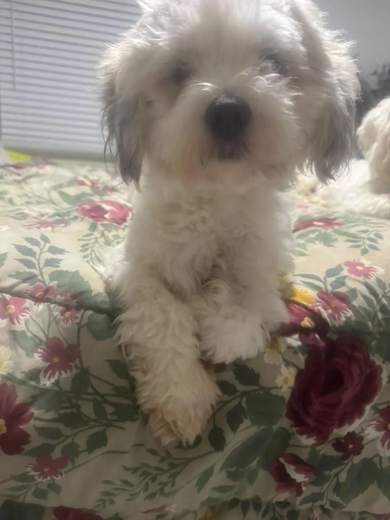 A baby small-sized female White / Cream Coton de Tulear dog named Minnie for adoption in Miami, FL