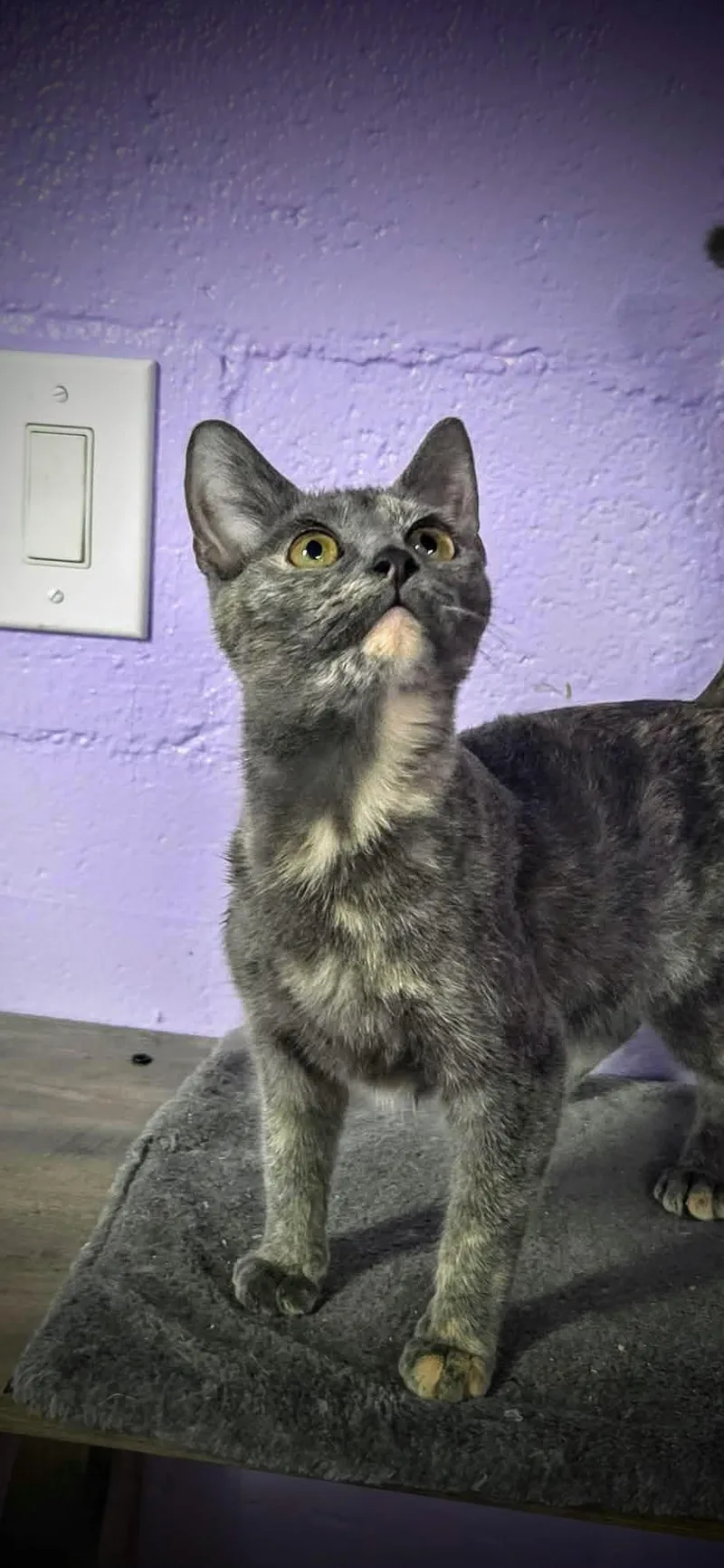 A baby medium-sized female Dilute Tortoiseshell Domestic Short Hair cat named Sterling for adoption in Greensburg, PA
