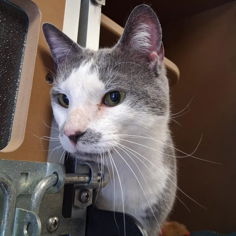An adult medium-sized female Gray / Blue / Silver Domestic Short Hair cat named Jojo for adoption in Middlebury, VT