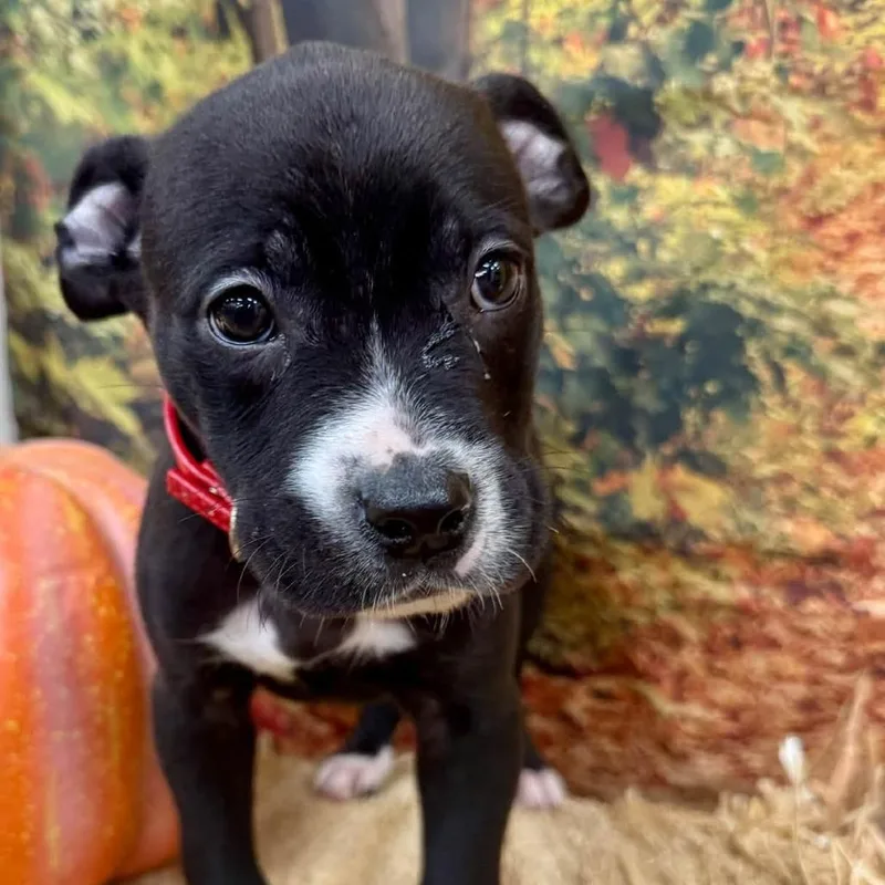 A baby medium-sized male Black Pit Bull Terrier dog named Giles for adoption in North Bend, OR