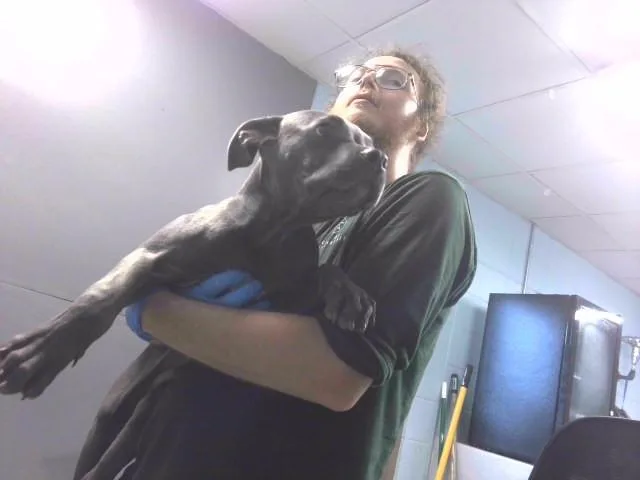 A young small-sized male Pit Bull Terrier dog named Timmy for adoption in Tallahassee, FL
