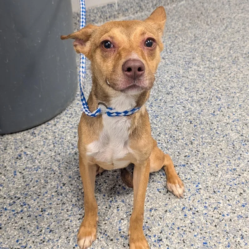 A young medium-sized female Red / Chestnut / Orange Mixed Breed dog named Lamb for adoption in Greenville, SC