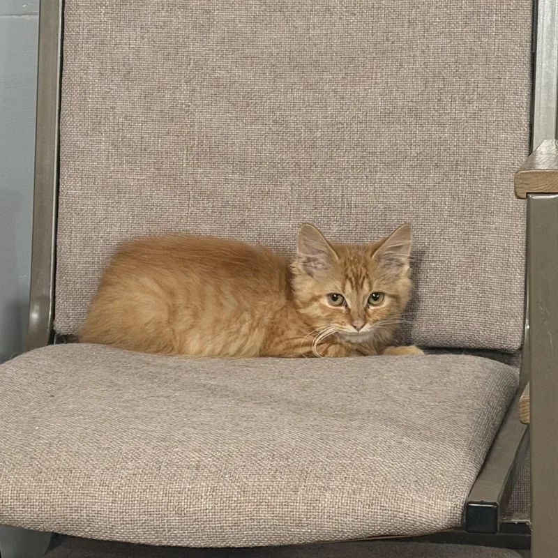 A baby medium-sized male Tabby (Orange / Red) Domestic Medium Hair cat named Nova for adoption in White Lake, MI