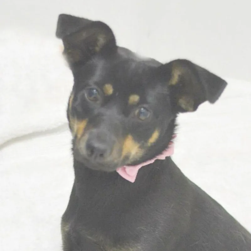 An adult medium-sized female Chihuahua dog named Roxy for adoption in Lake Havasu City, AZ