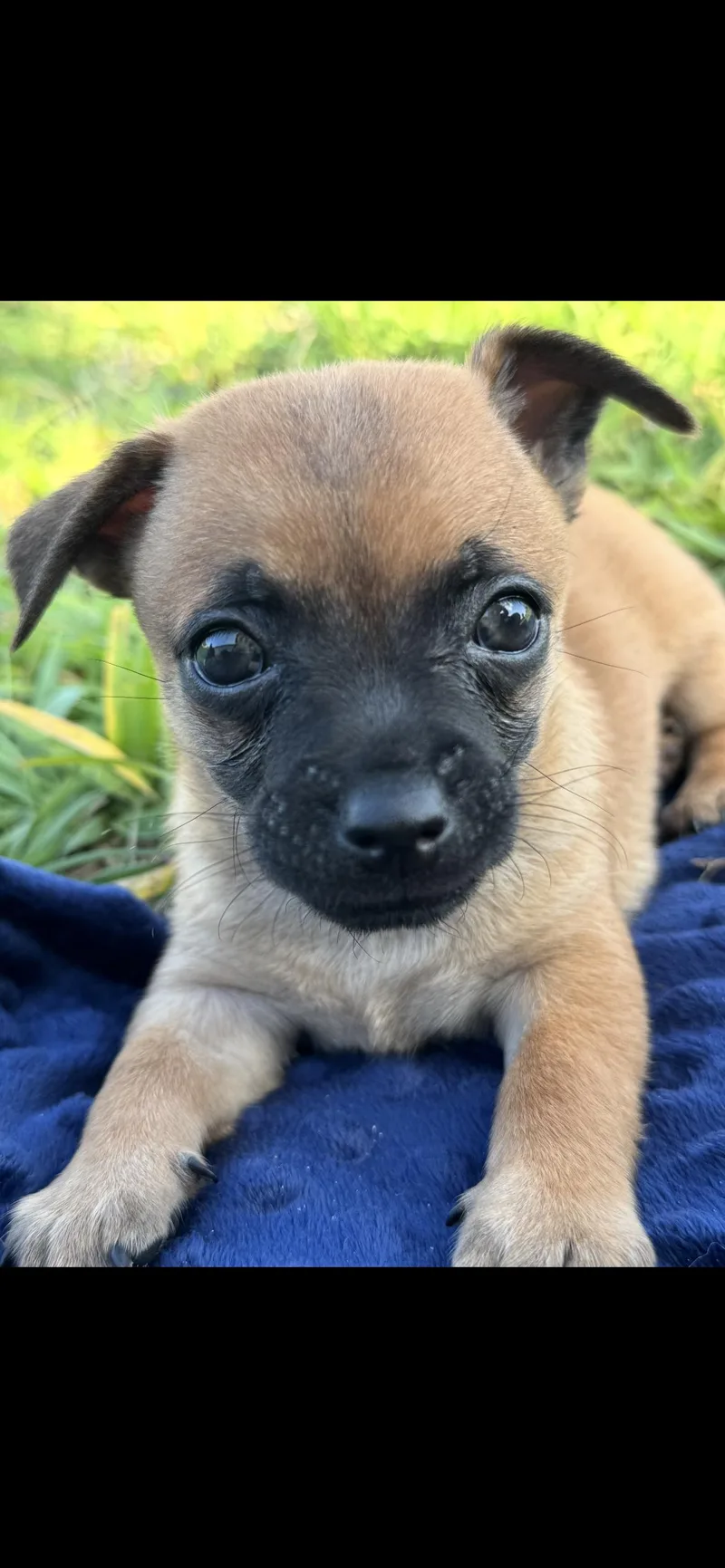 Biscotti thumbnail 3