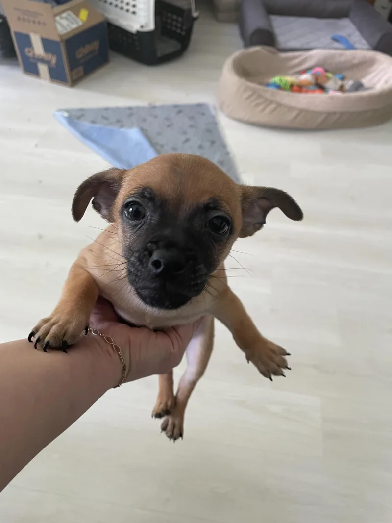 Biscotti thumbnail 4