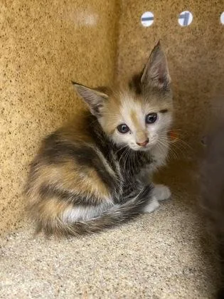 A baby small-sized female Domestic Short Hair cat named Spottedleaf for adoption in Gastonia, NC