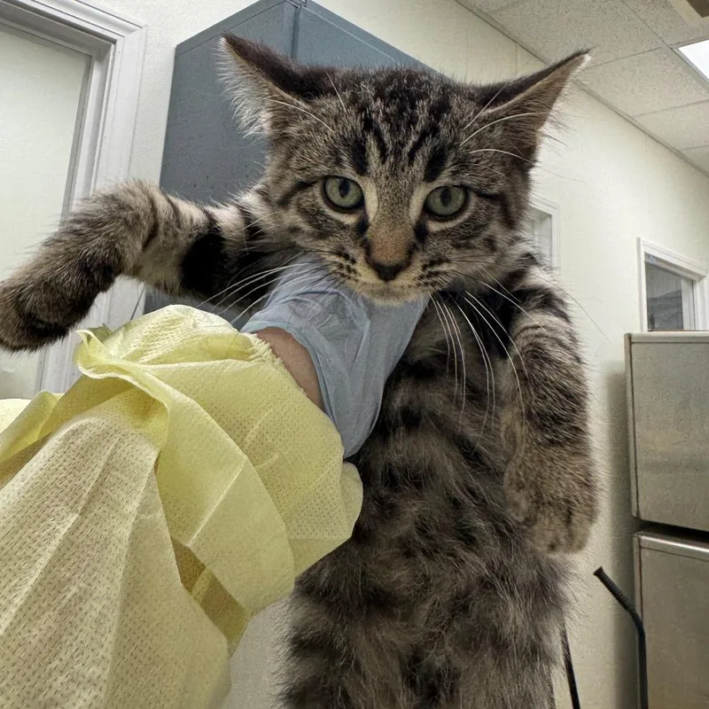 A baby small-sized male Brown / Chocolate Domestic Short Hair cat named Seven eleven for adoption in Pekin, IL