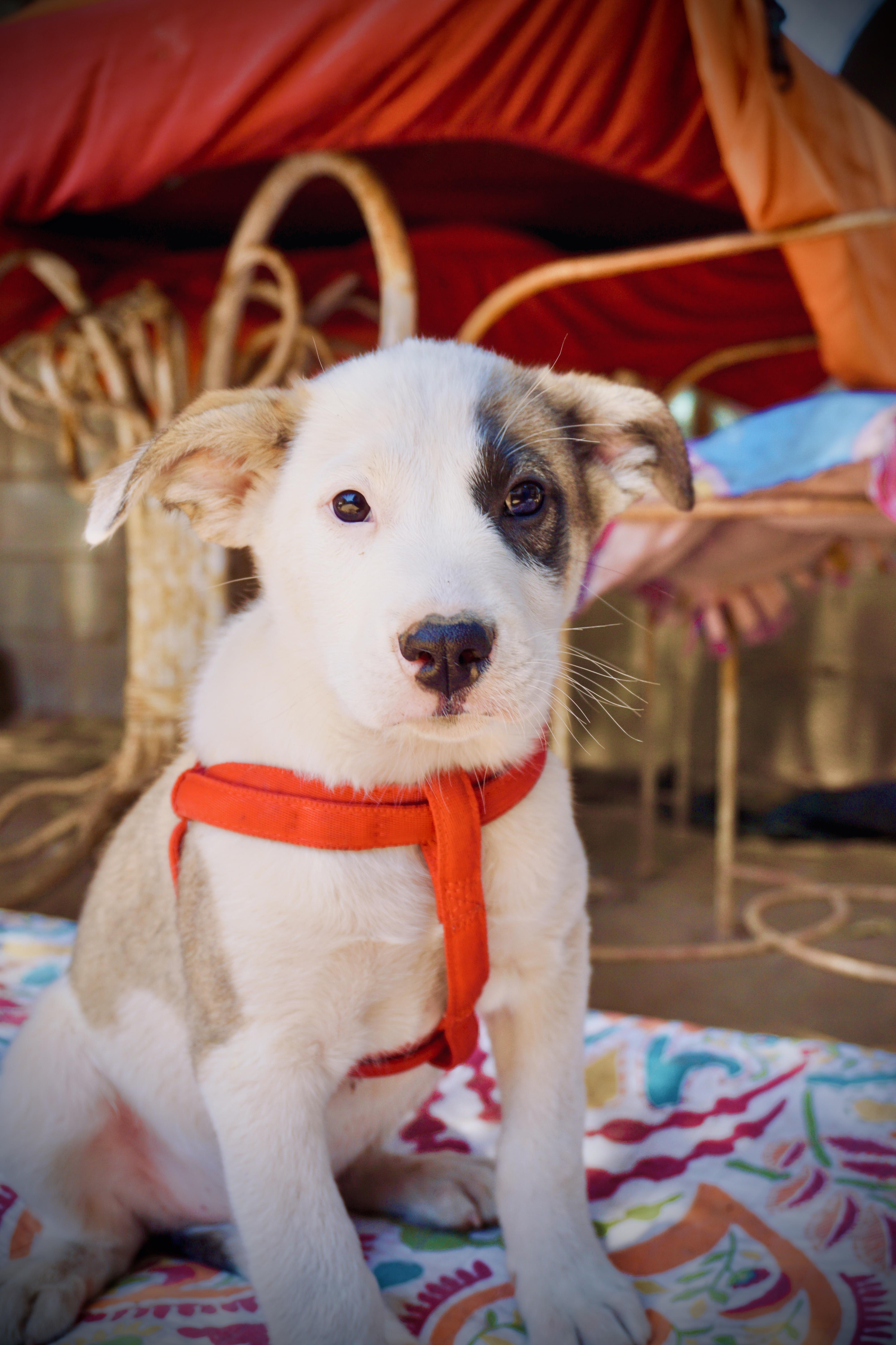 A baby large-sized male Border Collie dog named Spot for adoption in San Diego, CA