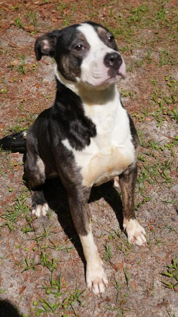 A young medium-sized female Pit Bull Terrier dog named Meg for adoption in Springfield, GA