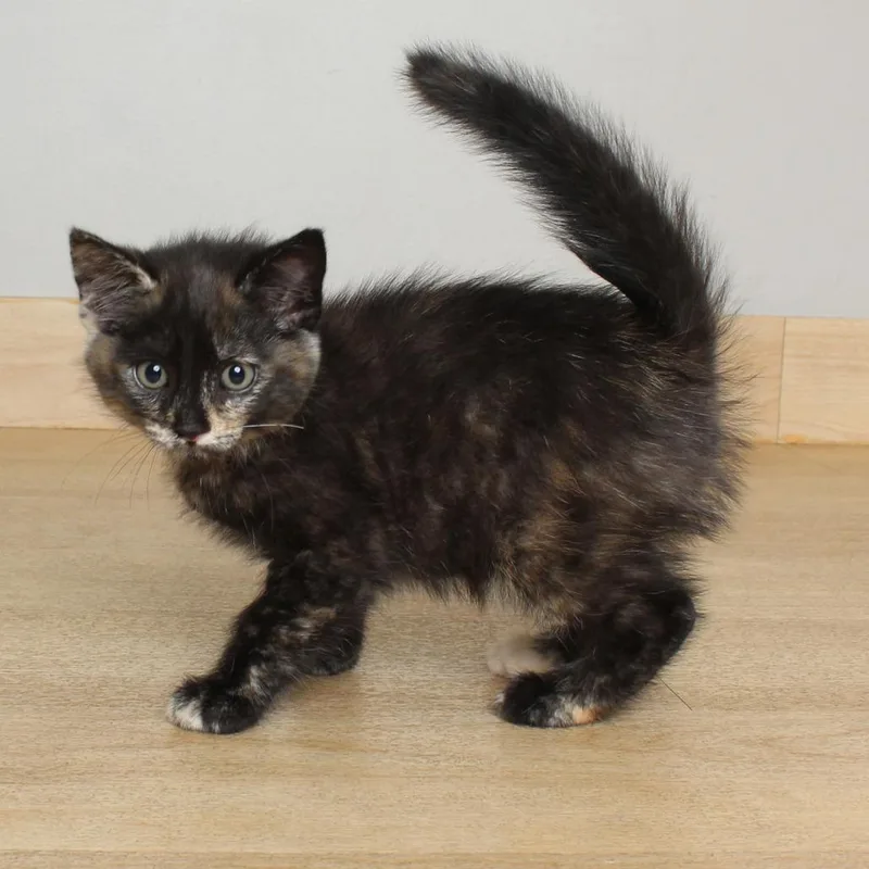 A baby small-sized female Gray / Blue / Silver Domestic Short Hair cat named Major Tom C for adoption in Minnetonka, MN