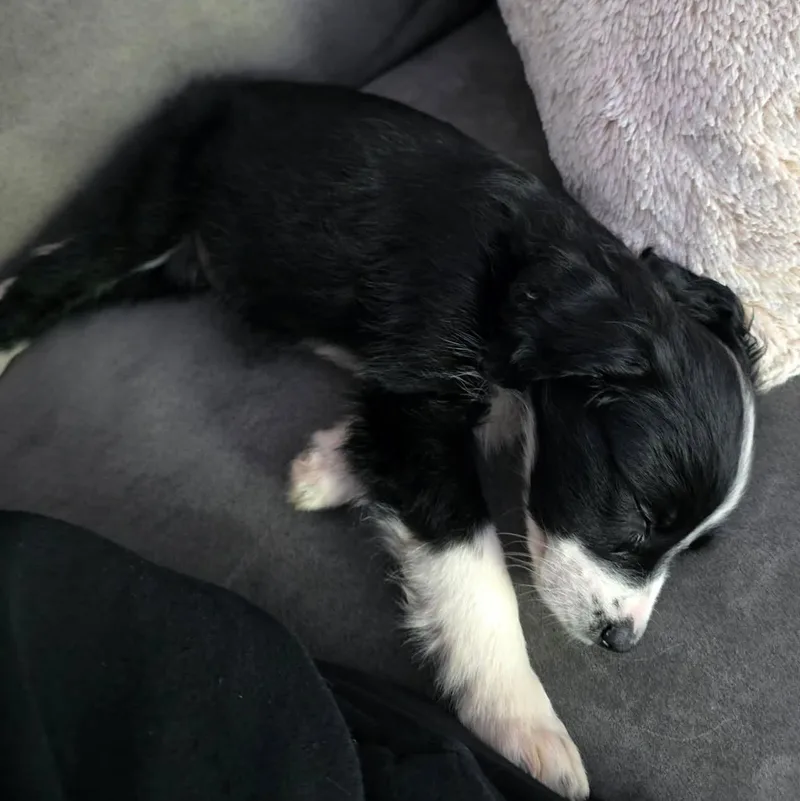 A baby medium-sized female Black Australian Shepherd dog named Charlie for adoption in Rochester, NY