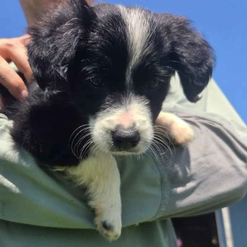 Charlie thumbnail 3