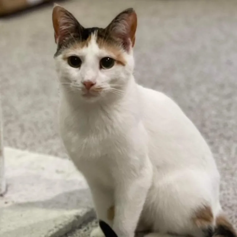 An adult medium-sized female Calico Domestic Short Hair cat named Patches for adoption in Middleton, WI