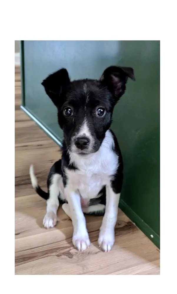A baby small-sized female Tricolor (Brown, Black, & White) Feist dog named Trixie for adoption in Mooresville, NC