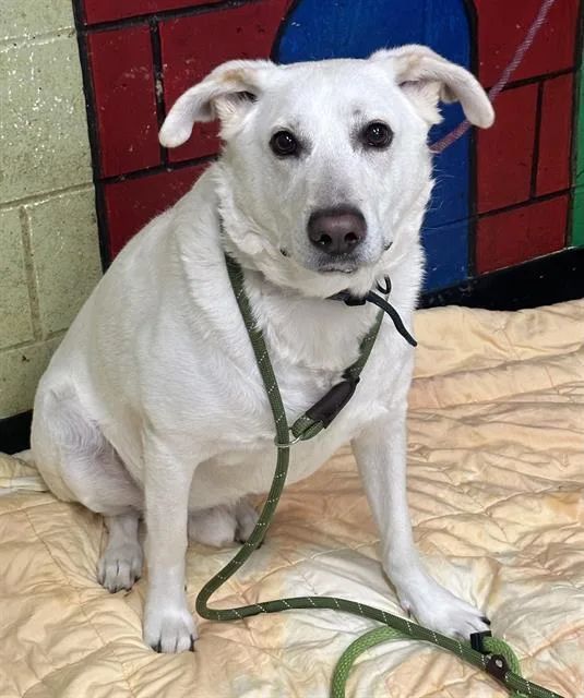 An adult large-sized male Labrador Retriever dog named Dante for adoption in Indianapolis, IN