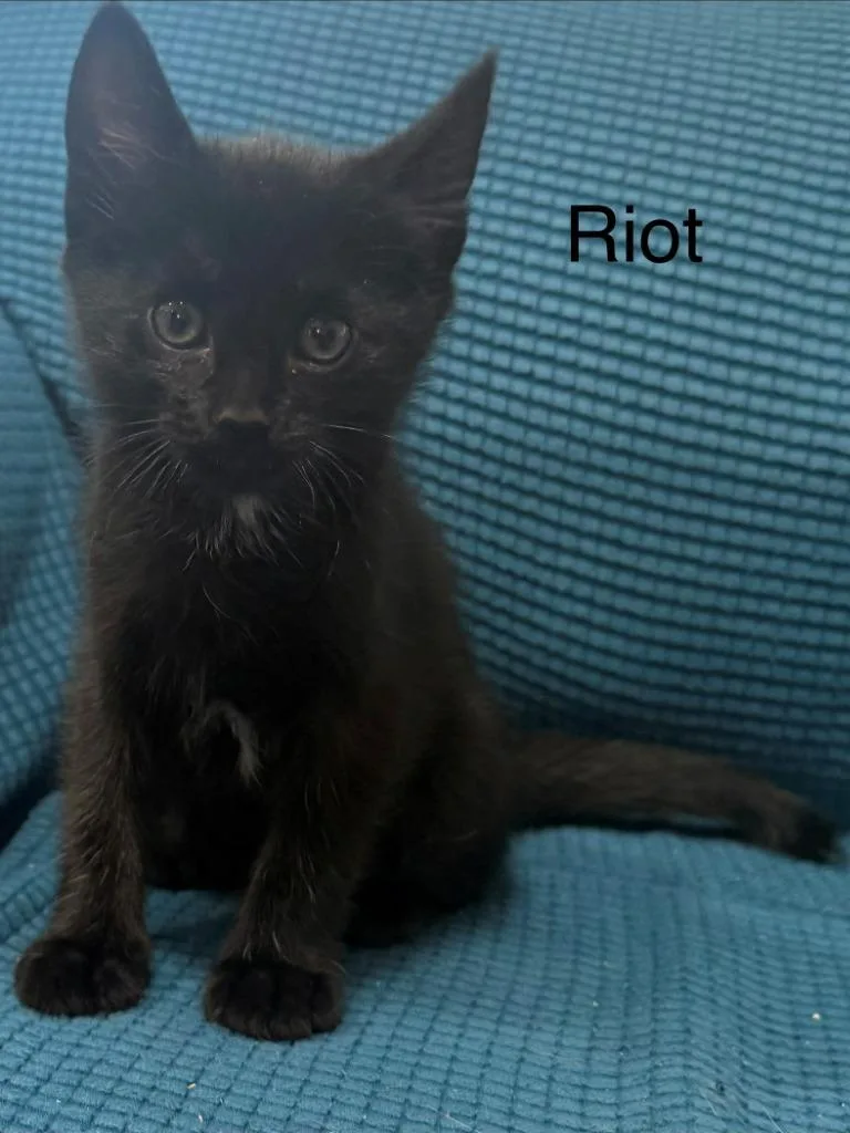 Riot