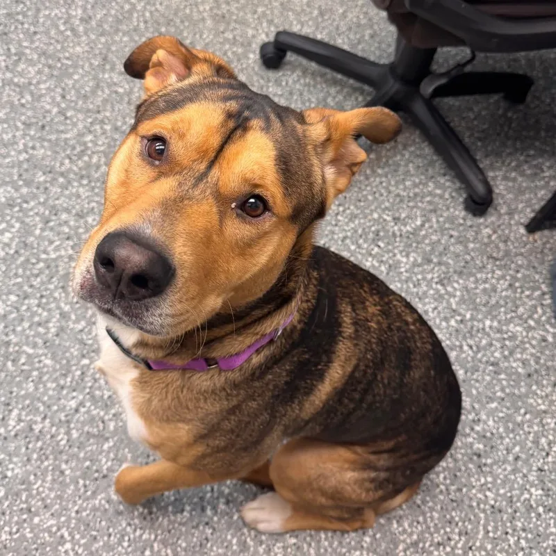 A young large-sized male Mixed Breed dog named Forest for adoption in Parkersburg, WV