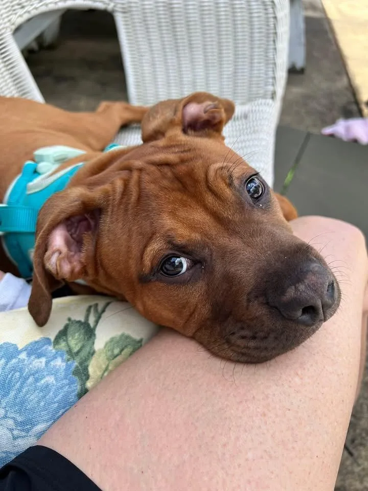 A baby large-sized male Terrier dog named Copper for adoption in Berlin, NJ