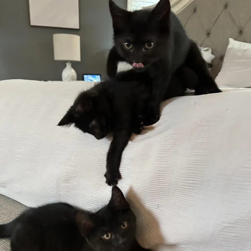 A baby small-sized female Black Domestic Short Hair cat named Edna for adoption in Potomac, MD