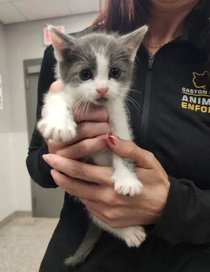 A baby small-sized male Domestic Short Hair cat named Caviar for adoption in Gastonia, NC