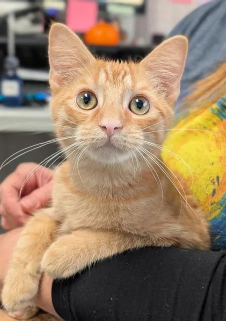 A baby small-sized female Domestic Short Hair cat named Christine for adoption in Canfield, OH
