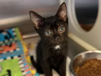 A baby small-sized female Domestic Short Hair cat named Sith @PetSmart Walker Rd for adoption in Newberg, OR