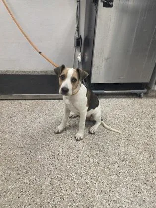 A baby small-sized male Terrier dog named Victor for adoption in Gastonia, NC
