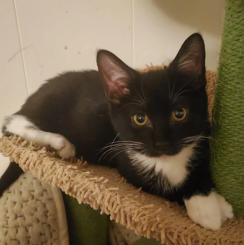 A baby medium-sized male Black & White / Tuxedo Domestic Short Hair cat named Hodge for adoption in Fairborn, OH
