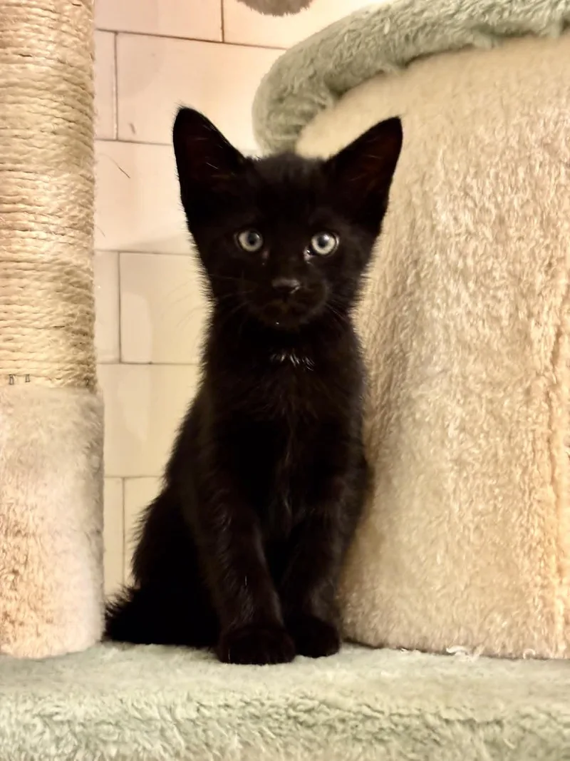 A baby medium-sized male Black Domestic Short Hair cat named Finch for adoption in Pittsburgh, PA