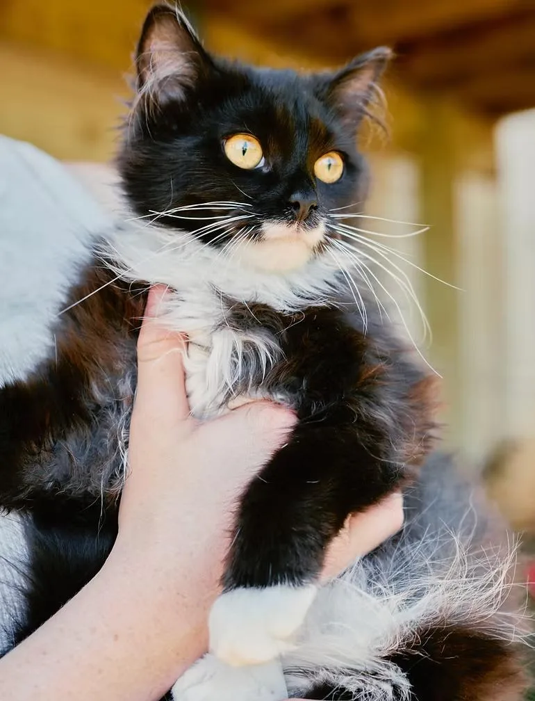 A young medium-sized female Black & White / Tuxedo Tuxedo cat named Carly for adoption in Winston Salem , NC