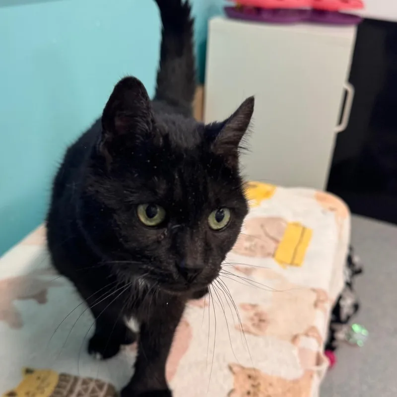 A senior medium-sized female Black Domestic Short Hair cat named Fifi for adoption in Wheeling, IL