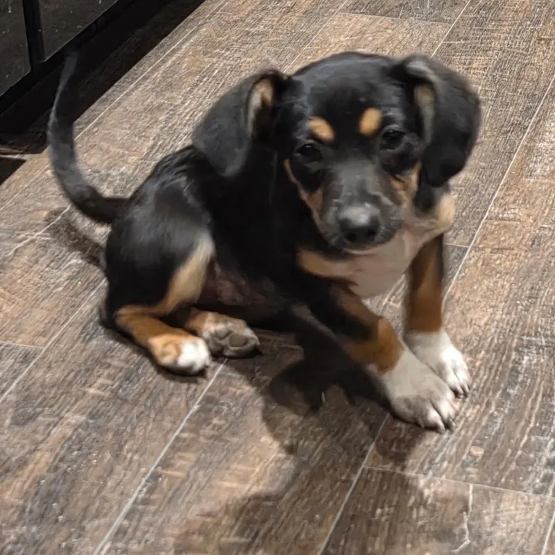 A young medium-sized female Tricolor (Brown, Black, & White) Mixed Breed dog named Jay for adoption in Anderson, TX