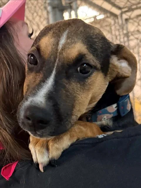 A baby small-sized male Pit Bull Terrier dog named Spider for adoption in Tulsa, OK
