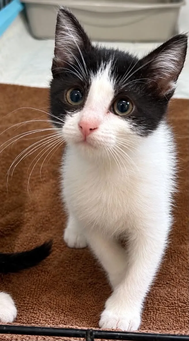 A baby small-sized female Tuxedo cat named Freya C Grace for adoption in Saunderstown, RI