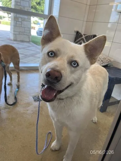 A young medium-sized male Siberian Husky dog named Jaybird for adoption in North Richland Hills, TX