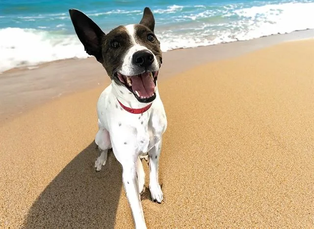 A young medium-sized male Pit Bull Terrier dog named Saint for adoption in Fort Lauderdale, FL