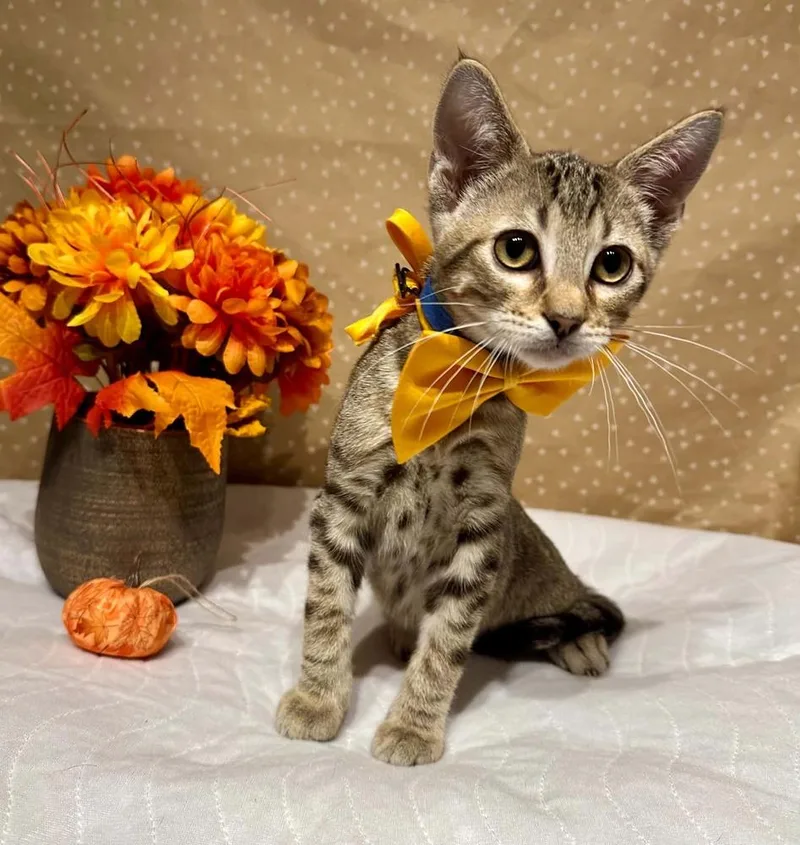 A baby small-sized male Domestic Short Hair cat named Sarge for adoption in Groveland, MA