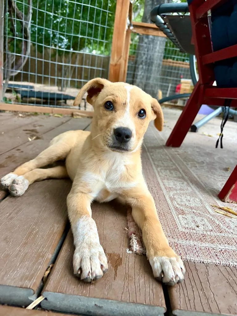 A baby medium-sized female Australian Cattle Dog / Blue Heeler dog named Saxa for adoption in Fort Lupton, CO
