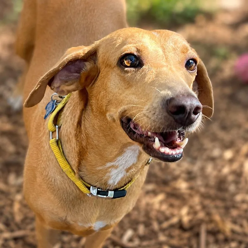 An adult medium-sized female Brown / Chocolate Hound dog named Noelle for adoption in Boerne, TX