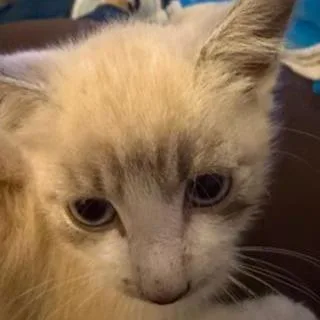 A baby small-sized female Cream / Ivory Domestic Short Hair cat named Daria for adoption in Fairfax, VA